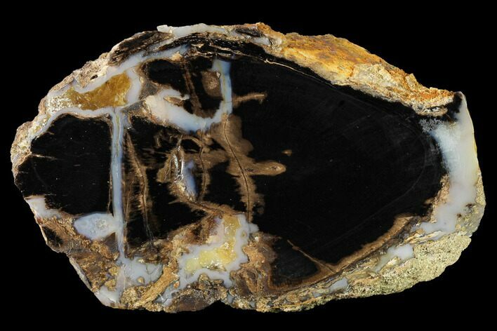 Petrified Wood (Schinoxylon) Section - Blue Forest, Wyoming #166486